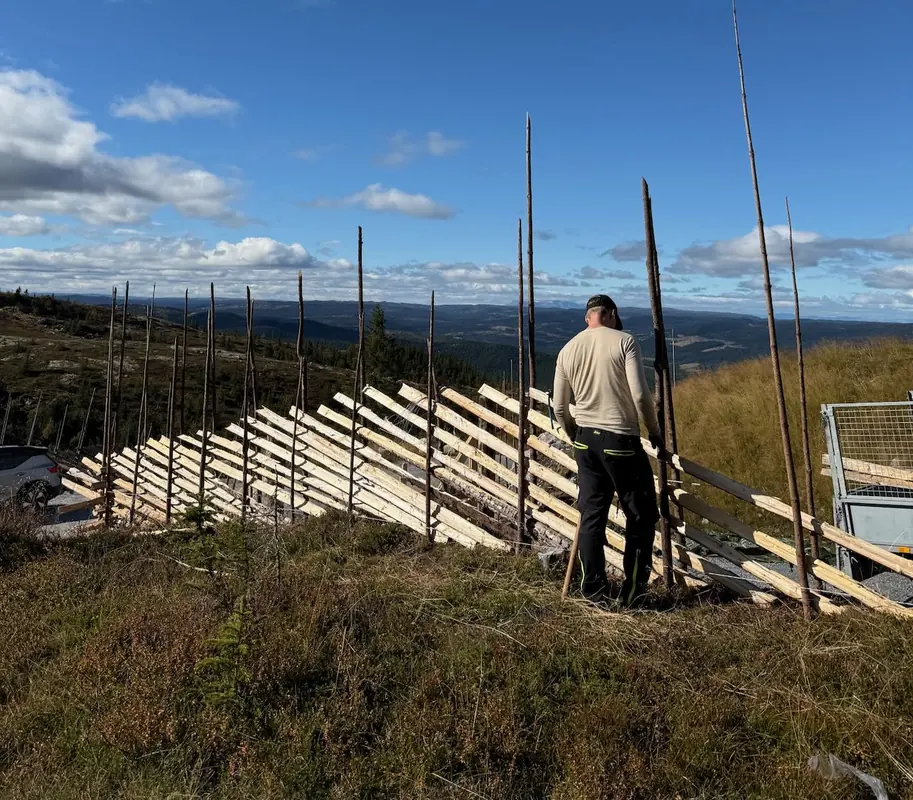 Montering av skigard med saktevokst granstaur